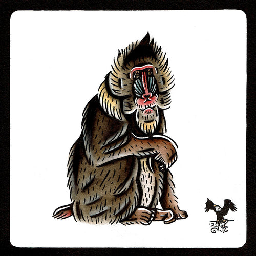 American traditional tattoo flash wildlife illustration Mandrill monkey ink and watercolor painting.