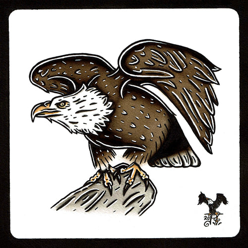 American traditional wildlife illustration Bald Eagle ink and watercolor painting.