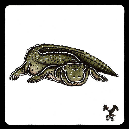 American traditional tattoo flash wildlife illustration American Alligator ink and watercolor painting.