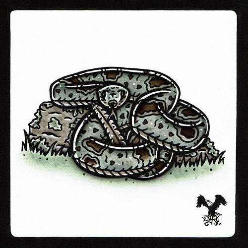 American traditional tattoo flash wildlife illustration Banded Rock Rattlesnake ink and watercolor painting. 