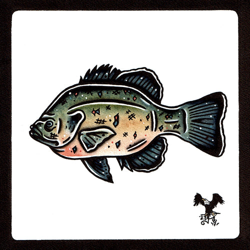 American traditional tattoo flash wildlife illustration Bluegill Sunfish painting.