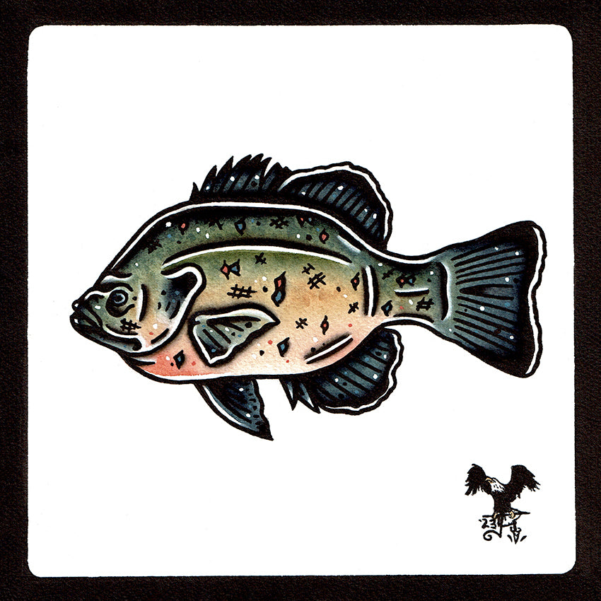 American traditional tattoo flash wildlife illustration Bluegill Sunfish painting.