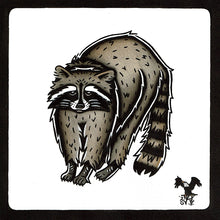 Load image into Gallery viewer, American traditional tattoo flash wildlife illustration Raccoon ink and watercolor painting.
