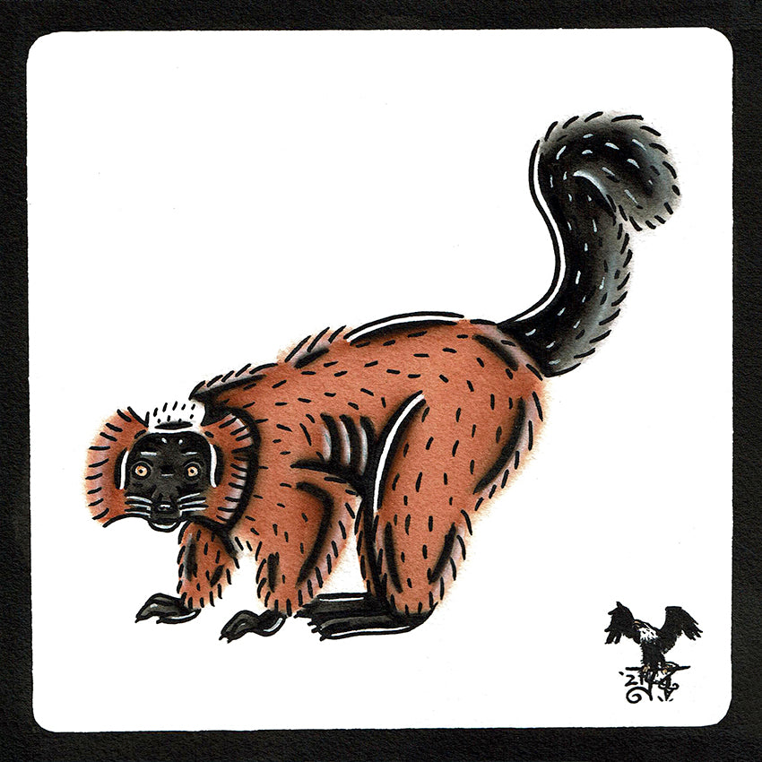 American traditional tattoo flash wildlife illustration Red Ruffed Lemur ink and watercolor painting.