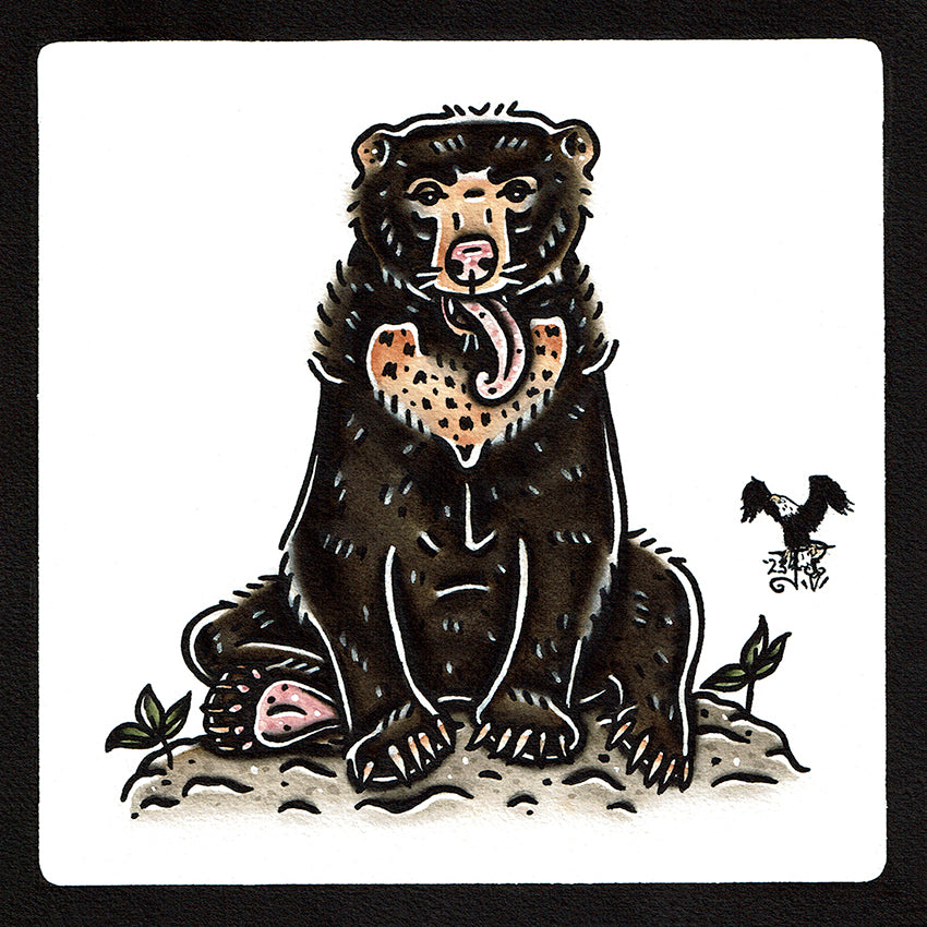 American traditional tattoo flash wildlife illustration Sun Bear ink and watercolor painting.