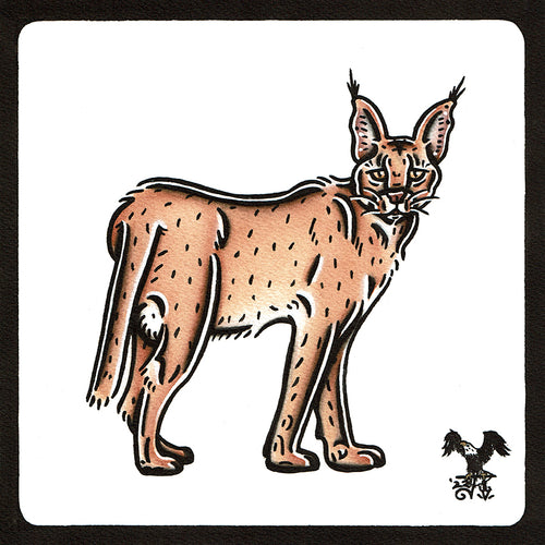 American traditional tattoo flash wildlife illustration Caracal cat ink and watercolor painting.